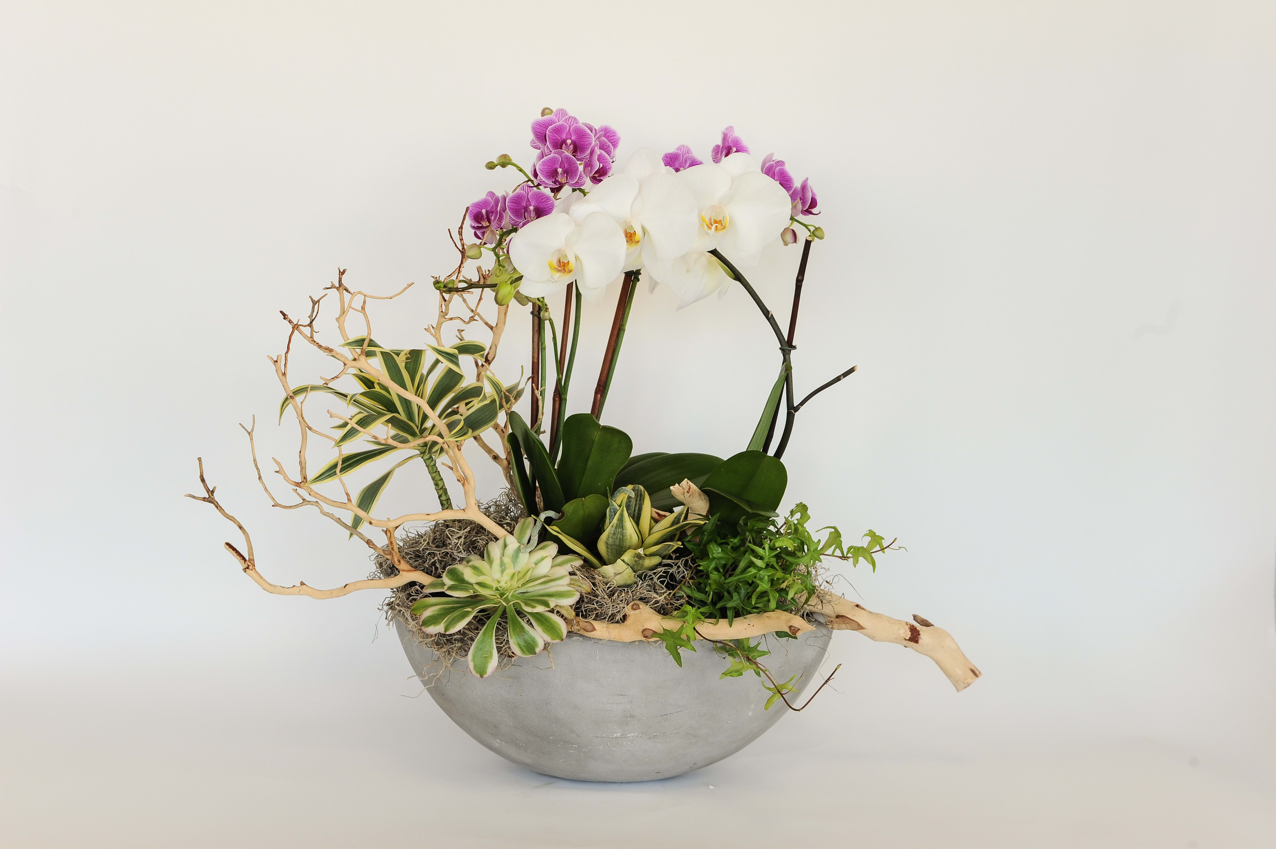 Urban Orchid Urban Orchid - White and color orchids arranged with succulents and branches in a beautiful grey bowl shaped vase