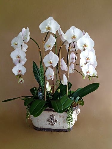 The Orchid Garden - Four stems of white orchid plants in a regal ceramic planter with succulents, sansevieria, and seasonal moss accents. Arrangement stands approx. 36&quot; tall. Keep in brightest possible light, no direct sunlight. Water according to directions on gift card.