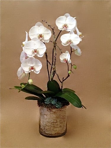 Double White Birch Orchid - Two white orchid plants presented in glass that is wrapped inside with birch bark, arranged with succulents, moss and woodland branch support.  Arrangement stands approx. 34&quot; tall. Keep in brightest possible light, no direct sunlight. Water according to directions on gift card.