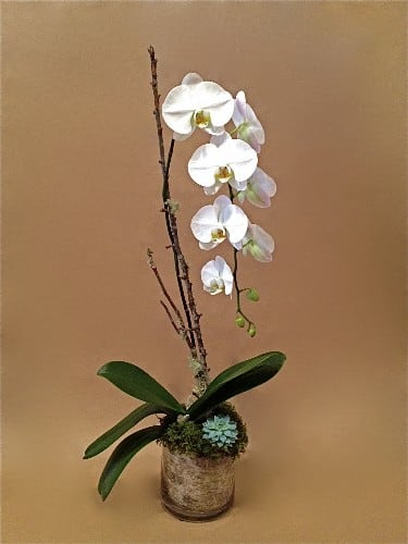 Single White Birch Orchid - A single white orchid plant presented in glass that is wrapped inside with birch bark, arranged with succulents, moss and woodland branch support. Arrangement stands approx. 34&quot; tall. Keep in brightest possible light, no direct sunlight. Water according to directions on gift card.