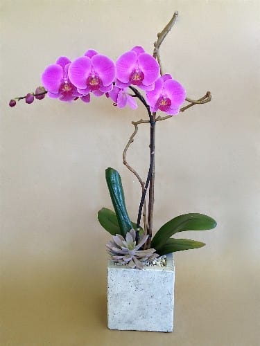Single Pink Orchid - A lovely pink phalaenopsis orchid plant with seasonal branch, succulents, moss and river rocks in white ceramic. Arrangement stands approx. 32&quot; tall. Keep in brightest possible light, no direct sunlight. Water according to directions on gift card.