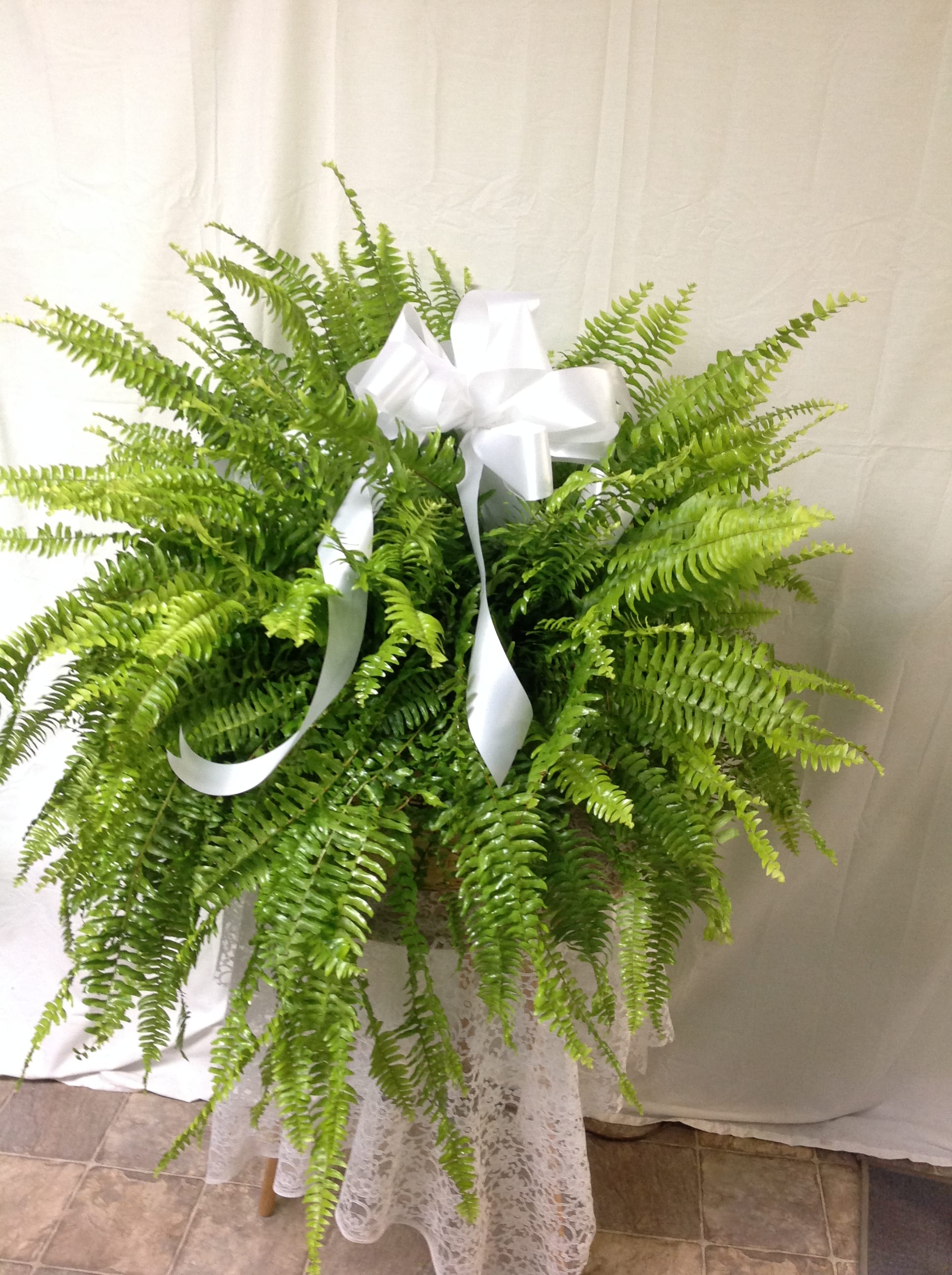 Fern Boston Plant in Etowah, NC Etowah Florist