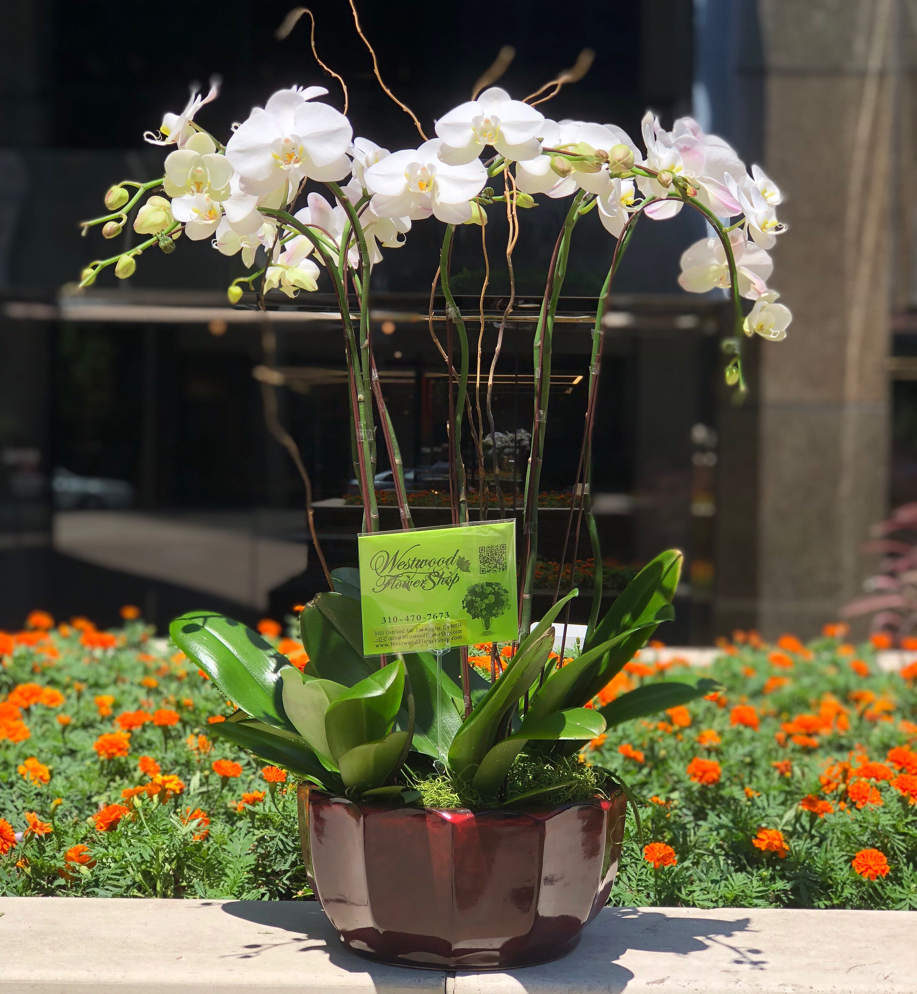 Elegance In White Orchids in Los Angeles, CA Westwood Flower Shop