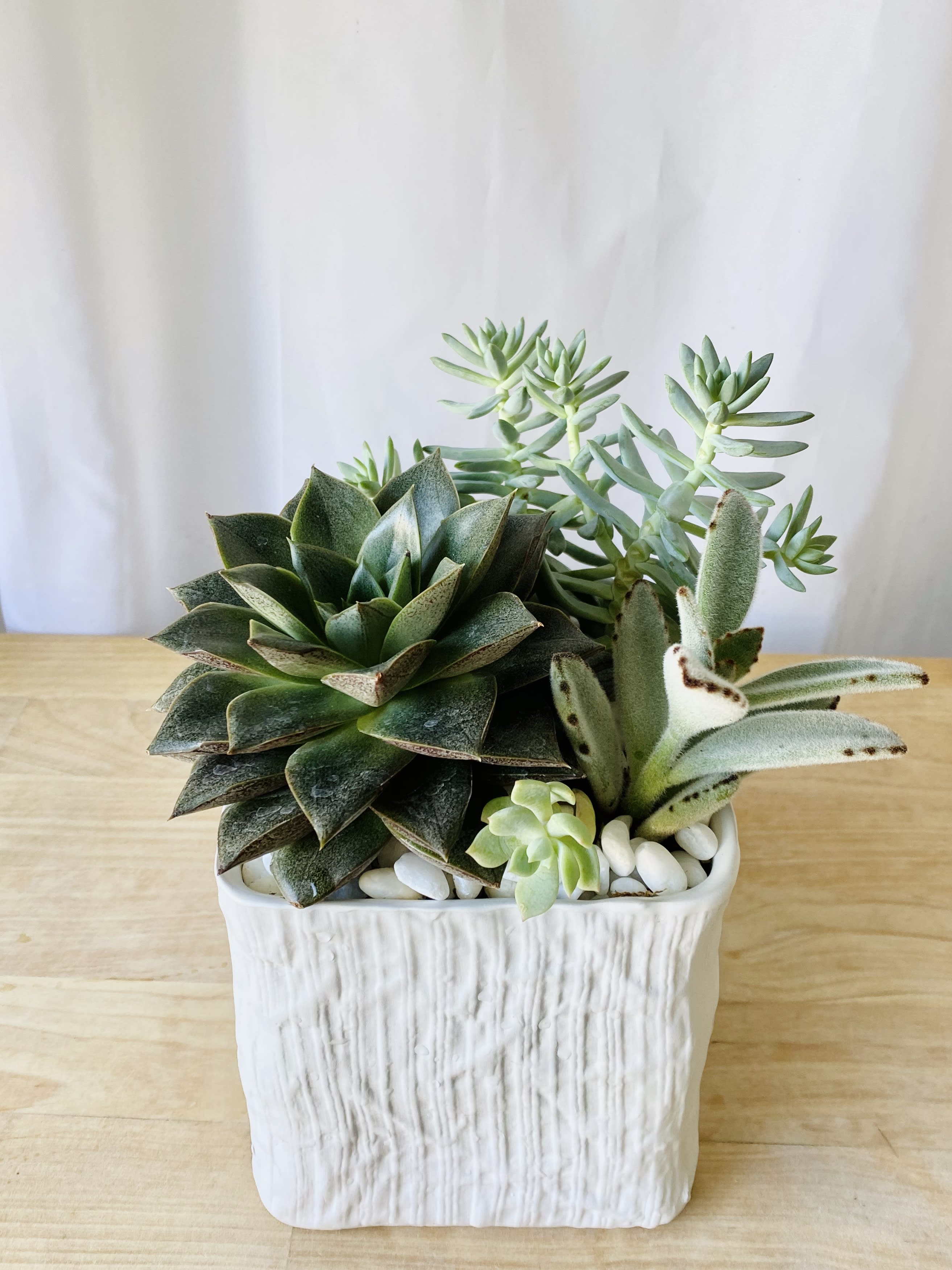 White Succulent planter in Laguna Niguel, CA B'z Blooms