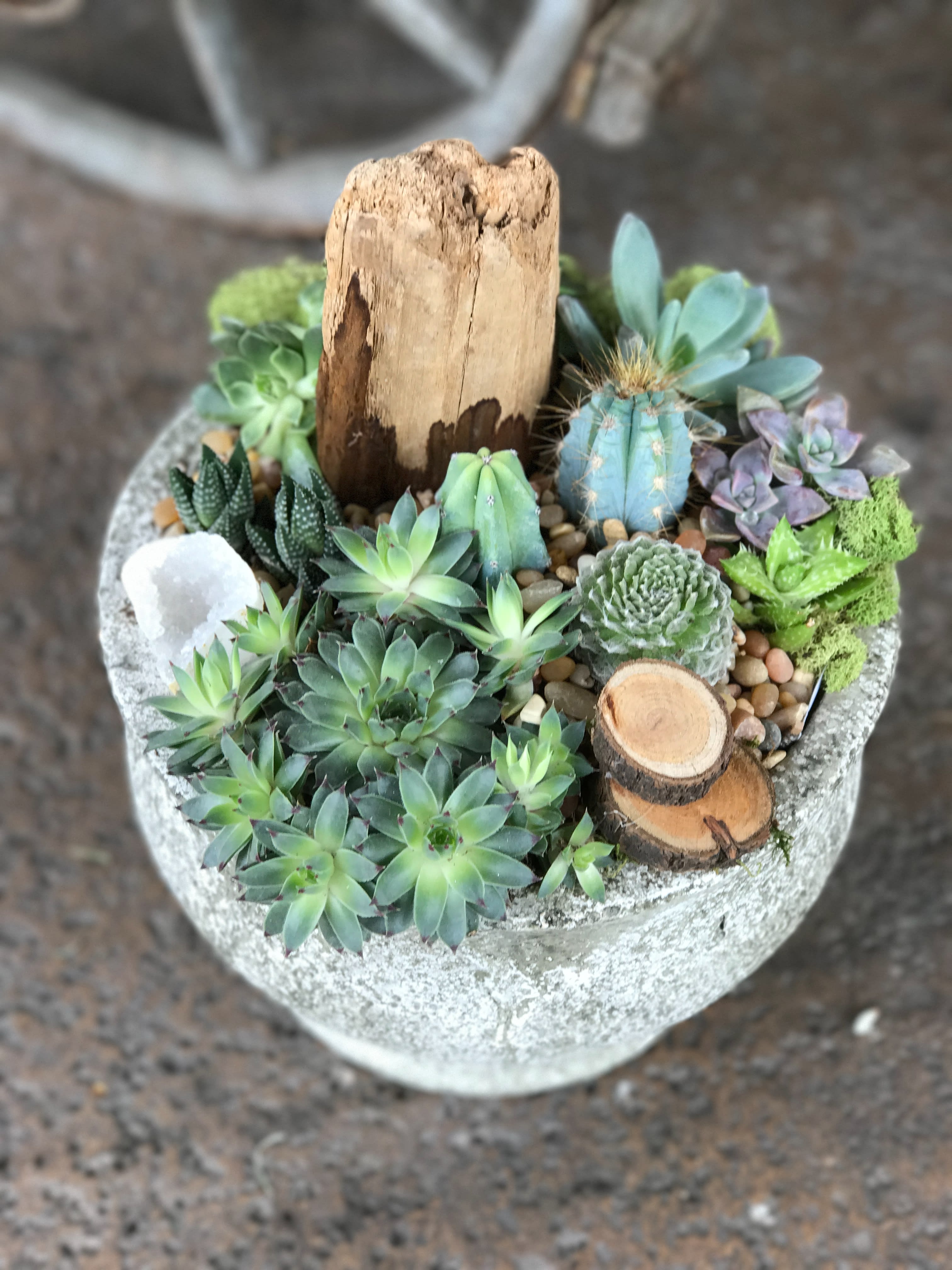 Succulent sensation in Tustin, CA | The Hive Floral Design Studio & Gifts