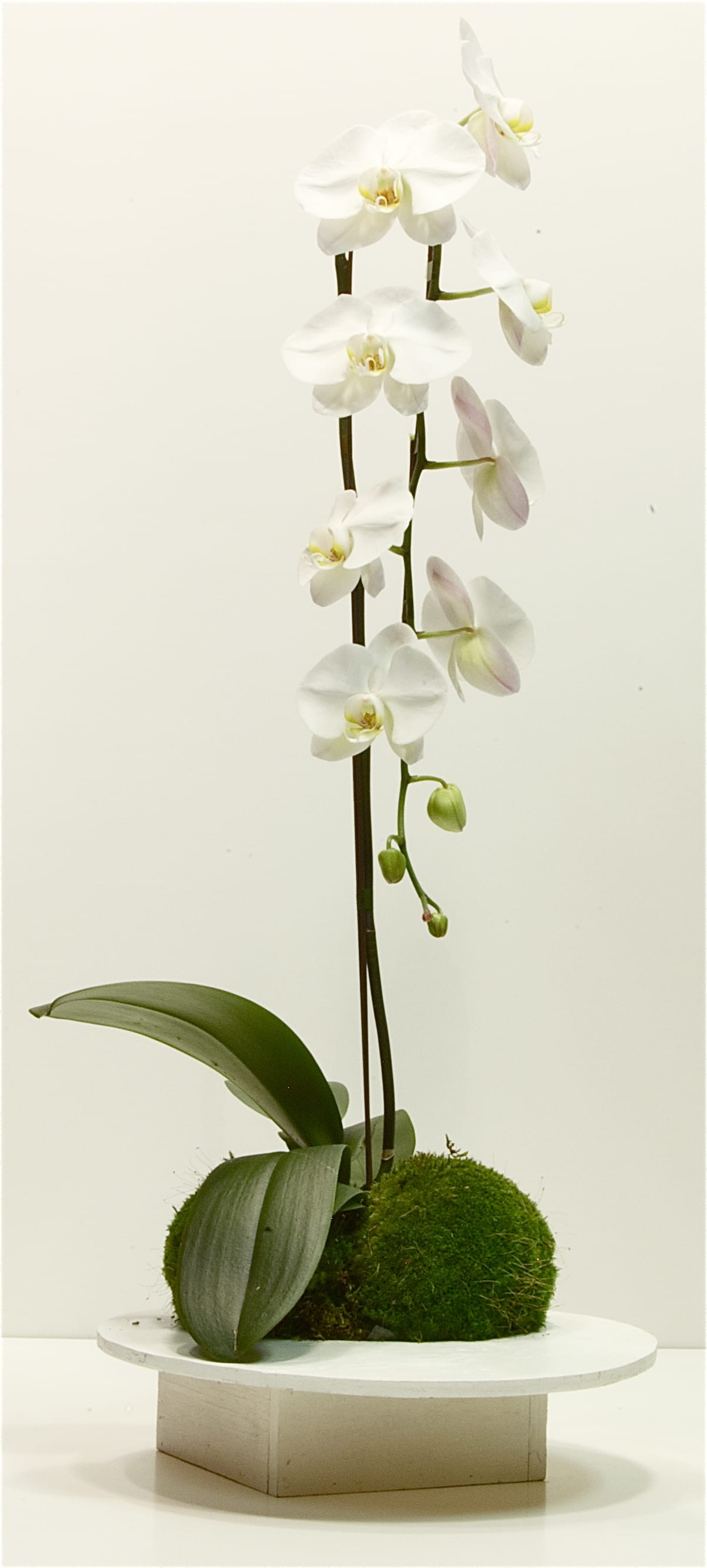 Tall Orchid - Approx. 22&quot; Tall