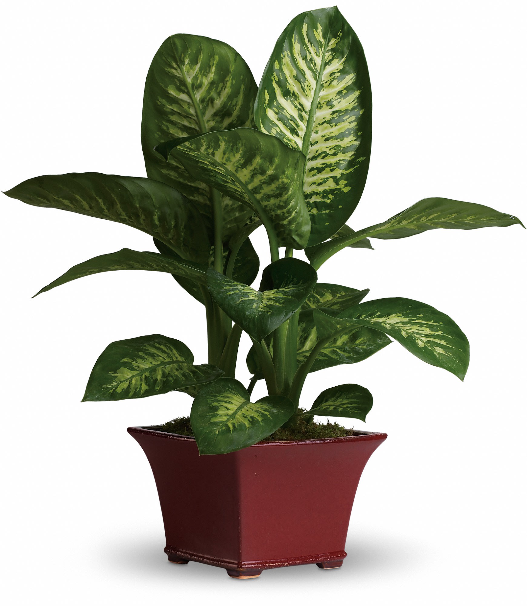 Delightful Dieffenbachia - T104-2A - This delightful dieffenbachia makes a dashing gift! Rich and relaxing shades of green are on display in this easy-to-care-for leafy plant. A wonderful workplace gift!    A beautiful dieffenbachia is delivered in an elegant burgundy square container.    Approximately 29&quot; W x 31 1/2&quot; H    Orientation: N/A        As Shown : T104-2A    