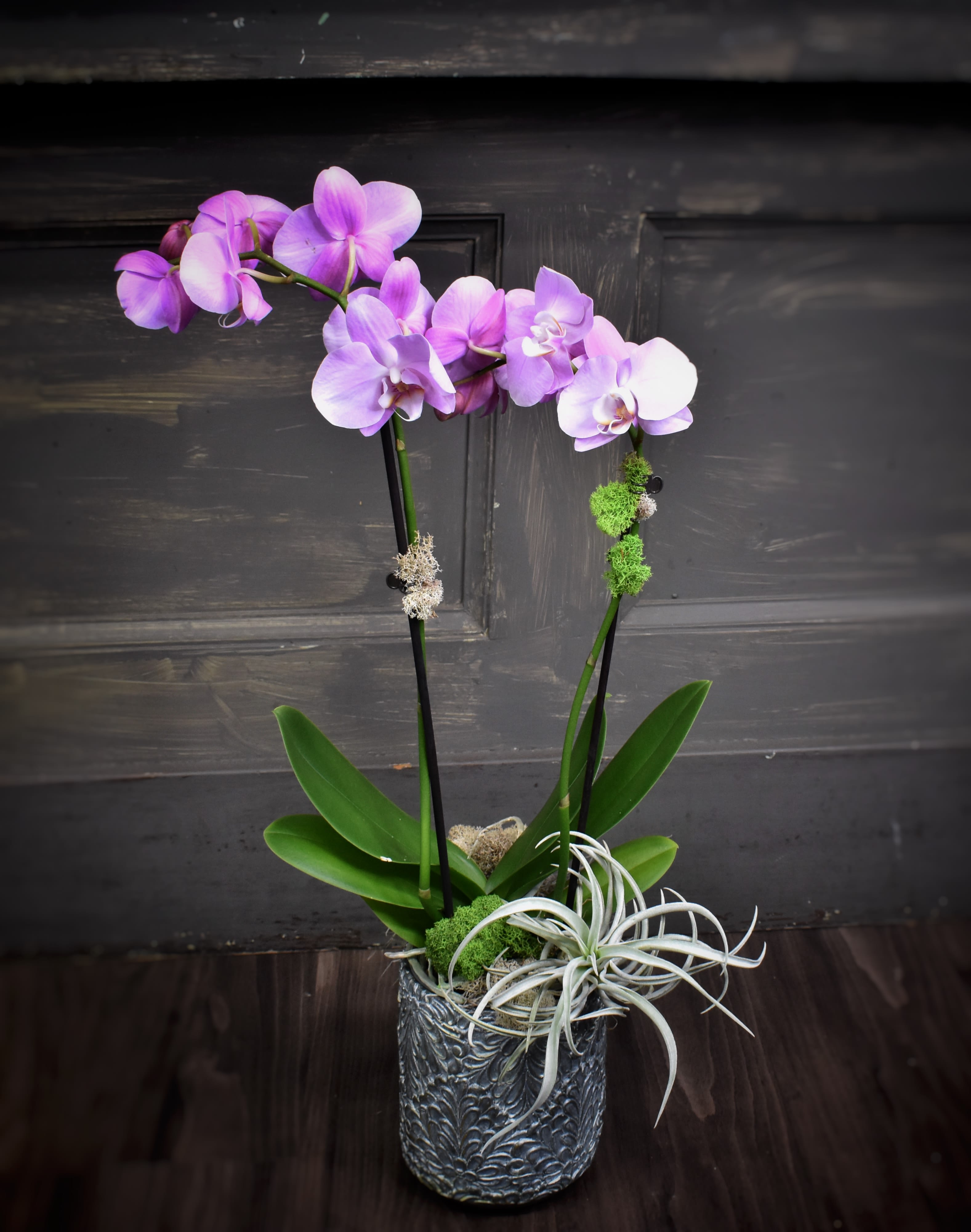 Opulent Orchid Available For Local St Cloud Mn Delivery Only In Saint Cloud Mn St Cloud Floral