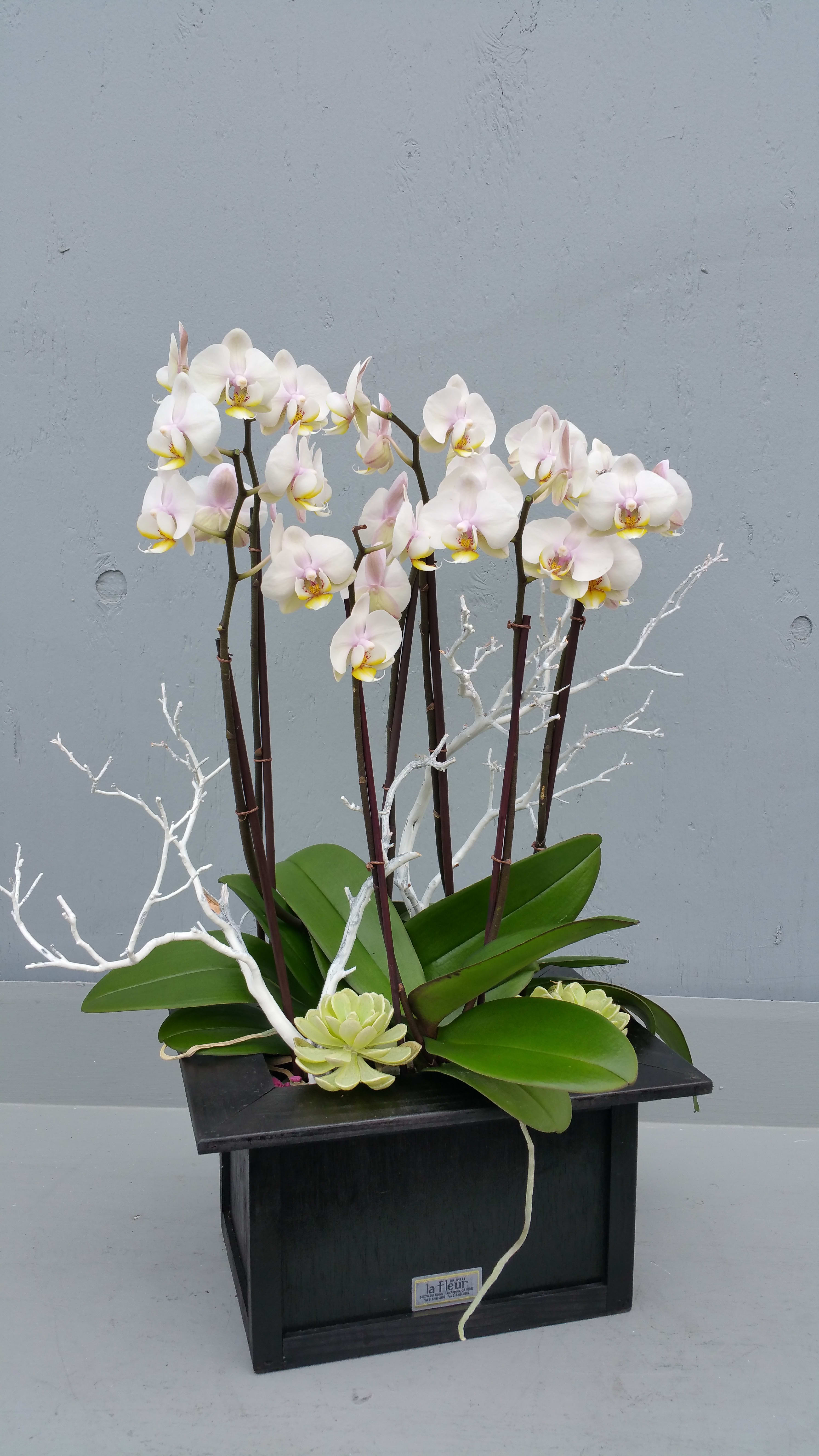 mini orchid plants in Los Angeles, CA La Fleur by Tracy