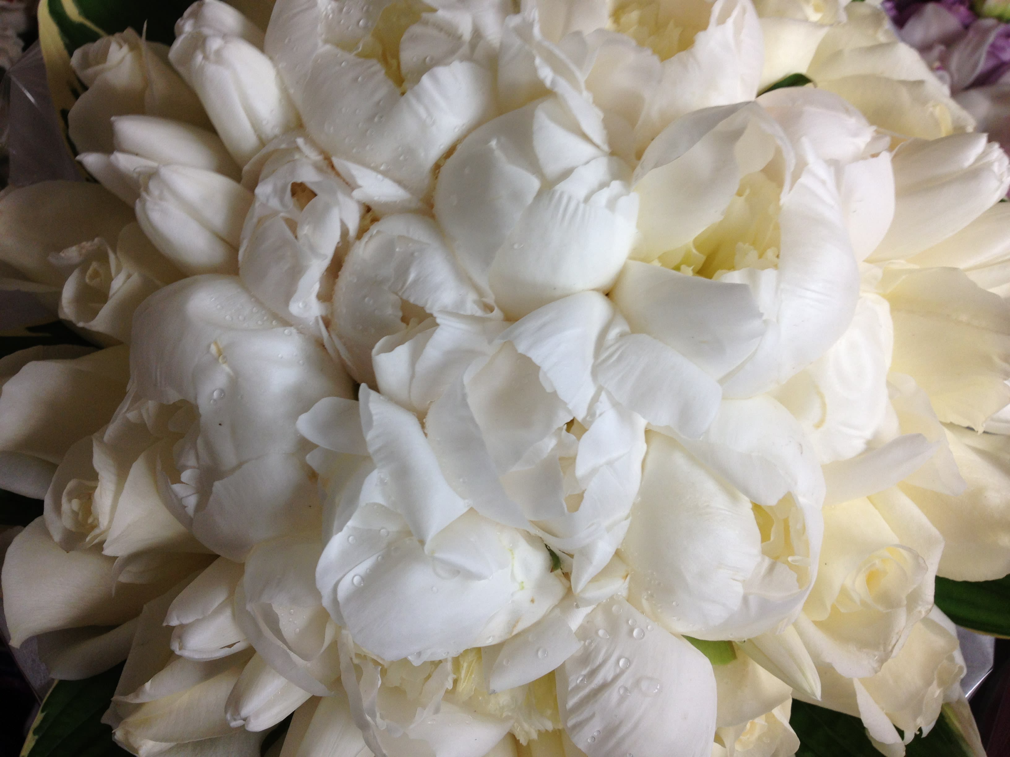 grand white hand tie bouquet peonies,roses,tulips - mixed white grand hand tie bouquet