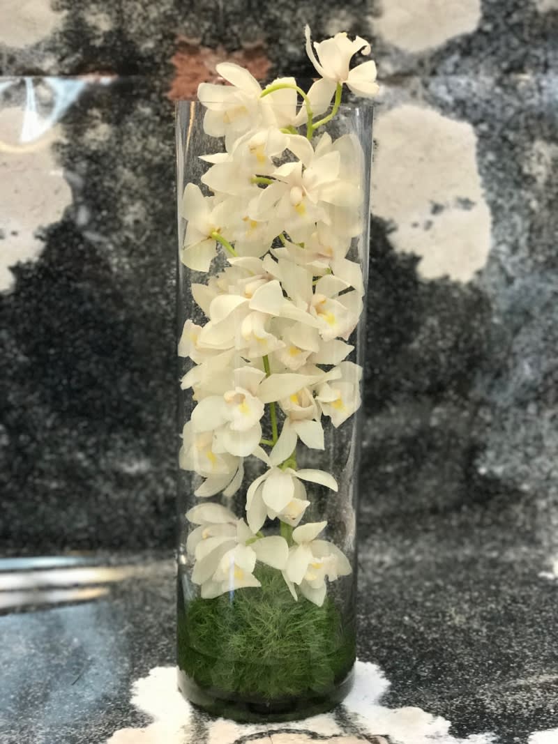 Tall White Cymbidium Orchid Cylinder By Victoria Park Flower Studio Tall White Cymbidium Orchid Cylinder By Victoria Park Flower Studio