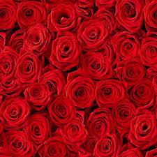 100 Roses By Frederick Florist