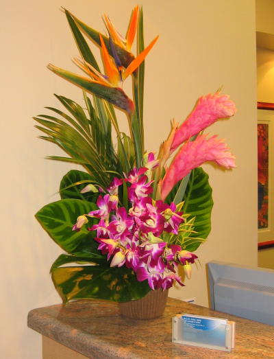 ginger tropics - ginger and other tropical orchids