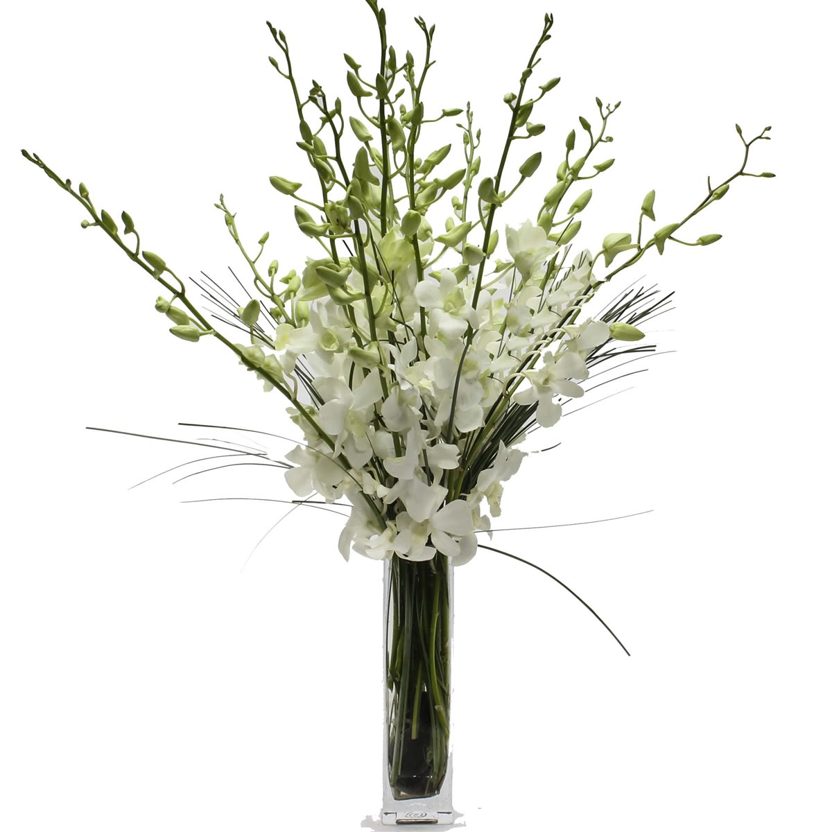 white cut orchids in vase - white cut orchids in vase