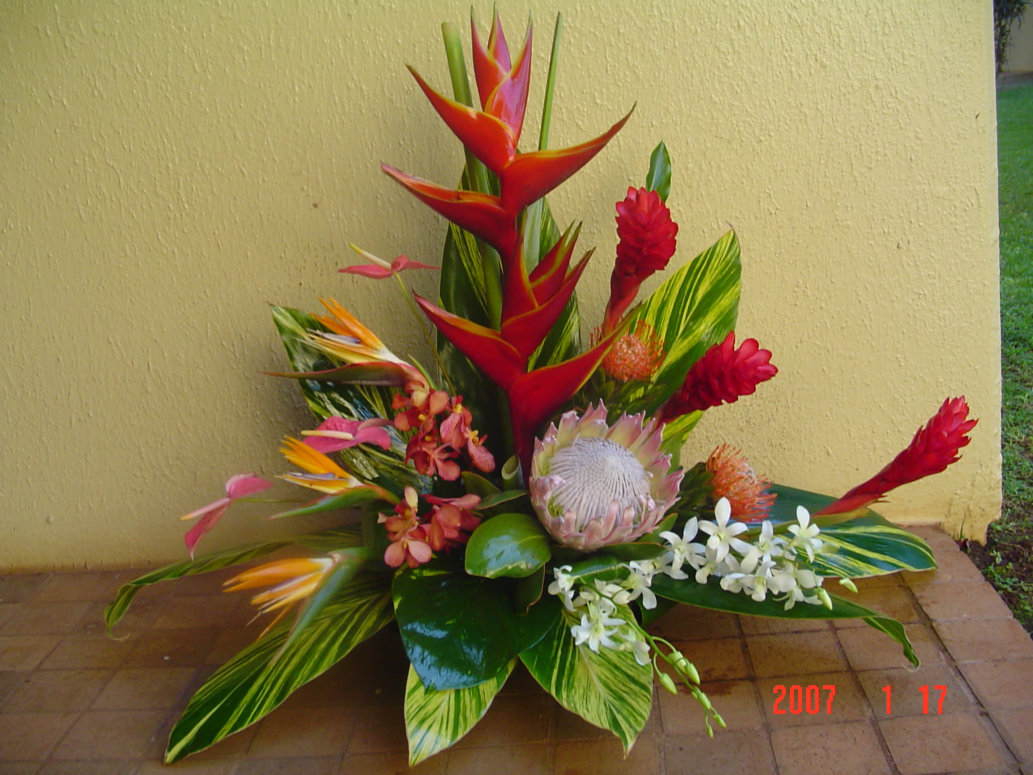 tropical  - tropical flowers