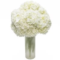 white hydrenga white hydrenga - white hydrenga in vase