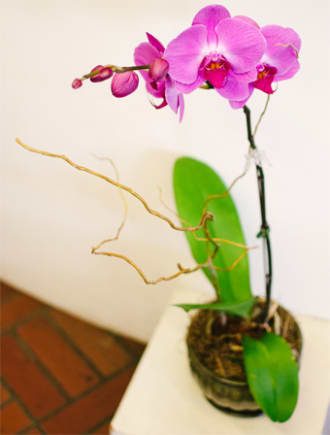orchid plant purple orchid plant purple - purple orchid plant