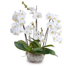 white orchid planter - white orchid planter