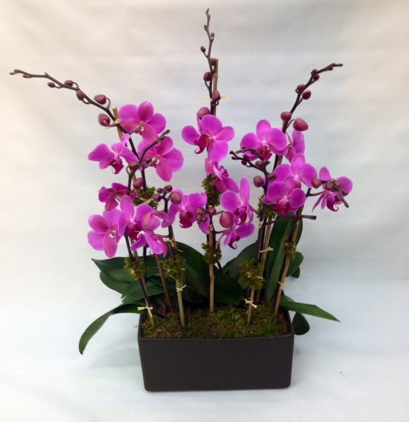 purple orchid planter purple orchid planter - large planter of purple orchid plants