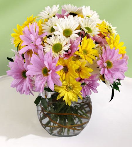 Daisy's flowers hot sale