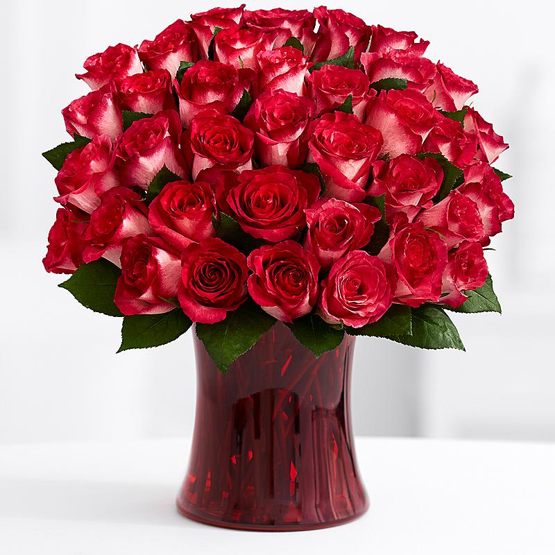hot roses hot roses - hot roses in red vase