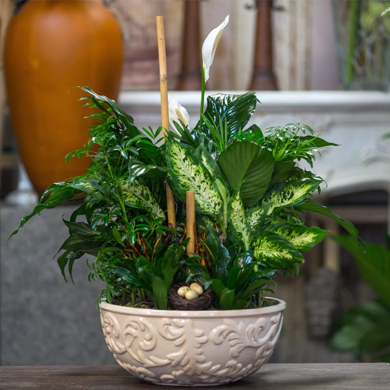 Nature's beauty in Greensboro, NC Jordan House Flowers