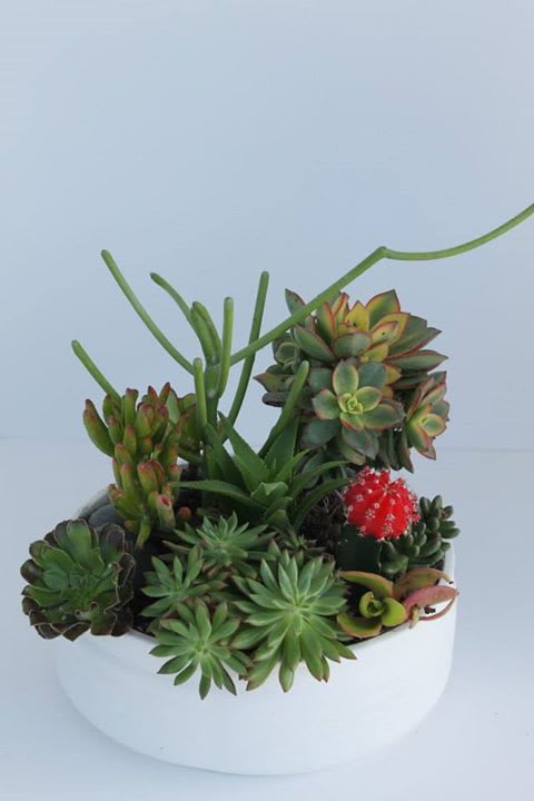 Simply Succlulent Simply Succlulent - Succulent plants