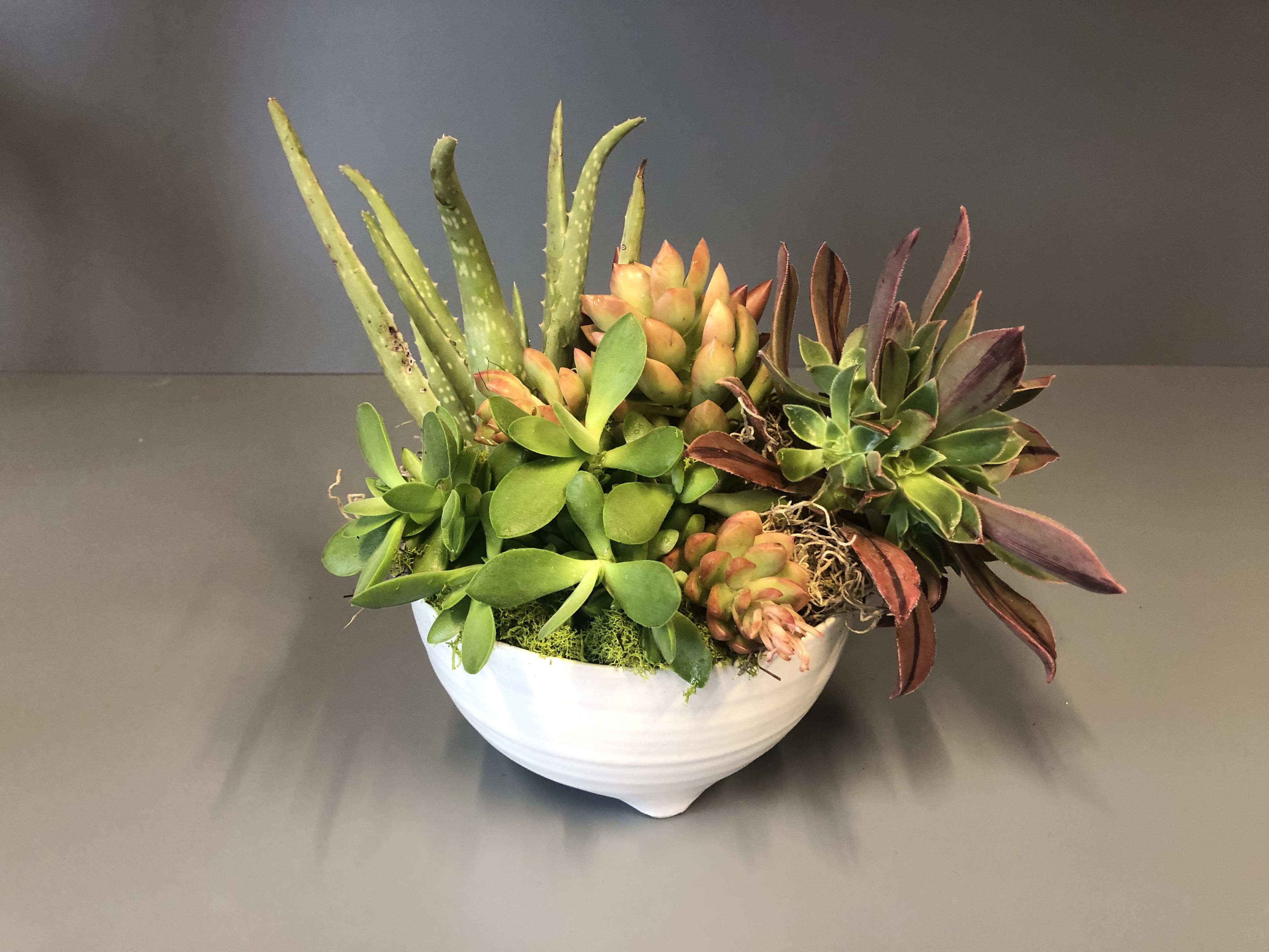 Small Succulent Arrangement