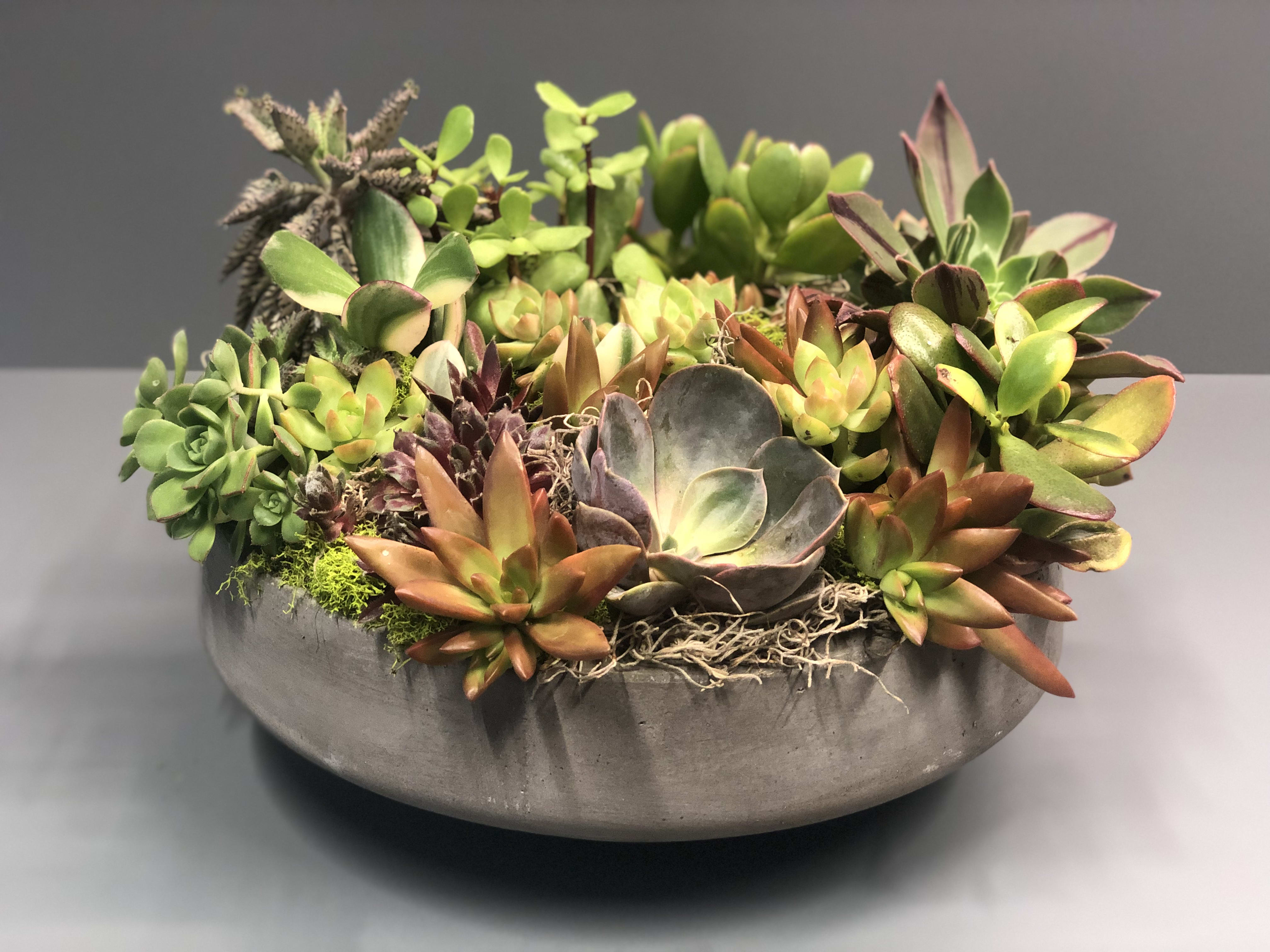 4. Succulent Serenity: A Living Arrangement In A Crystal Vessel