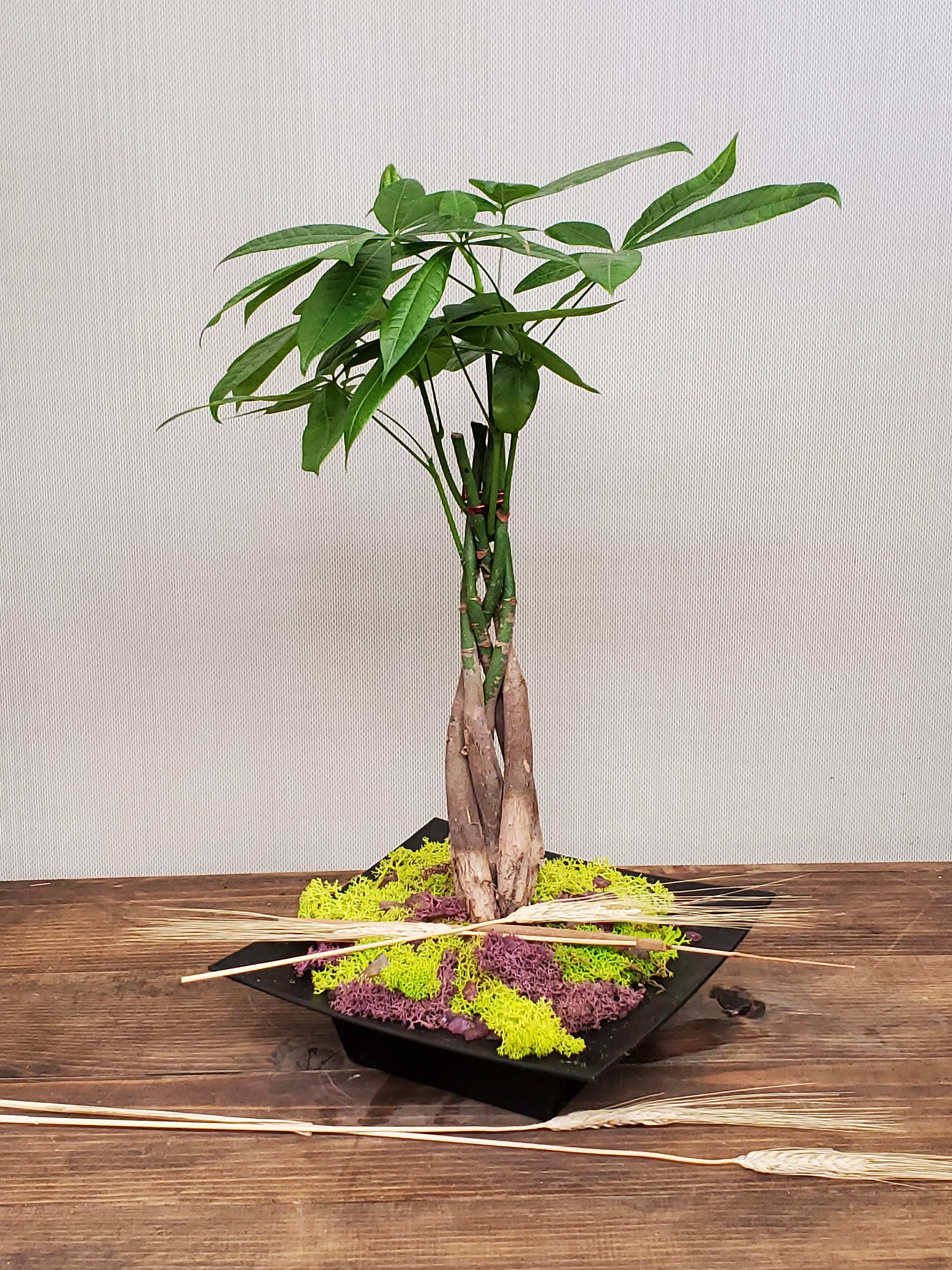 Money Tree in Zen Garden Tray in Boulder, CO BOULDER GARDENS FLORIST