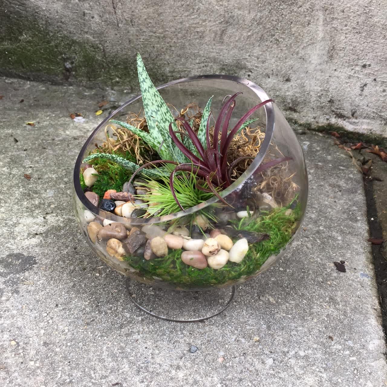 Pure Earth - Earthy succulents and textural air-plants nestled in stones and moss in a unique glass container make an easy care long lasting gift.