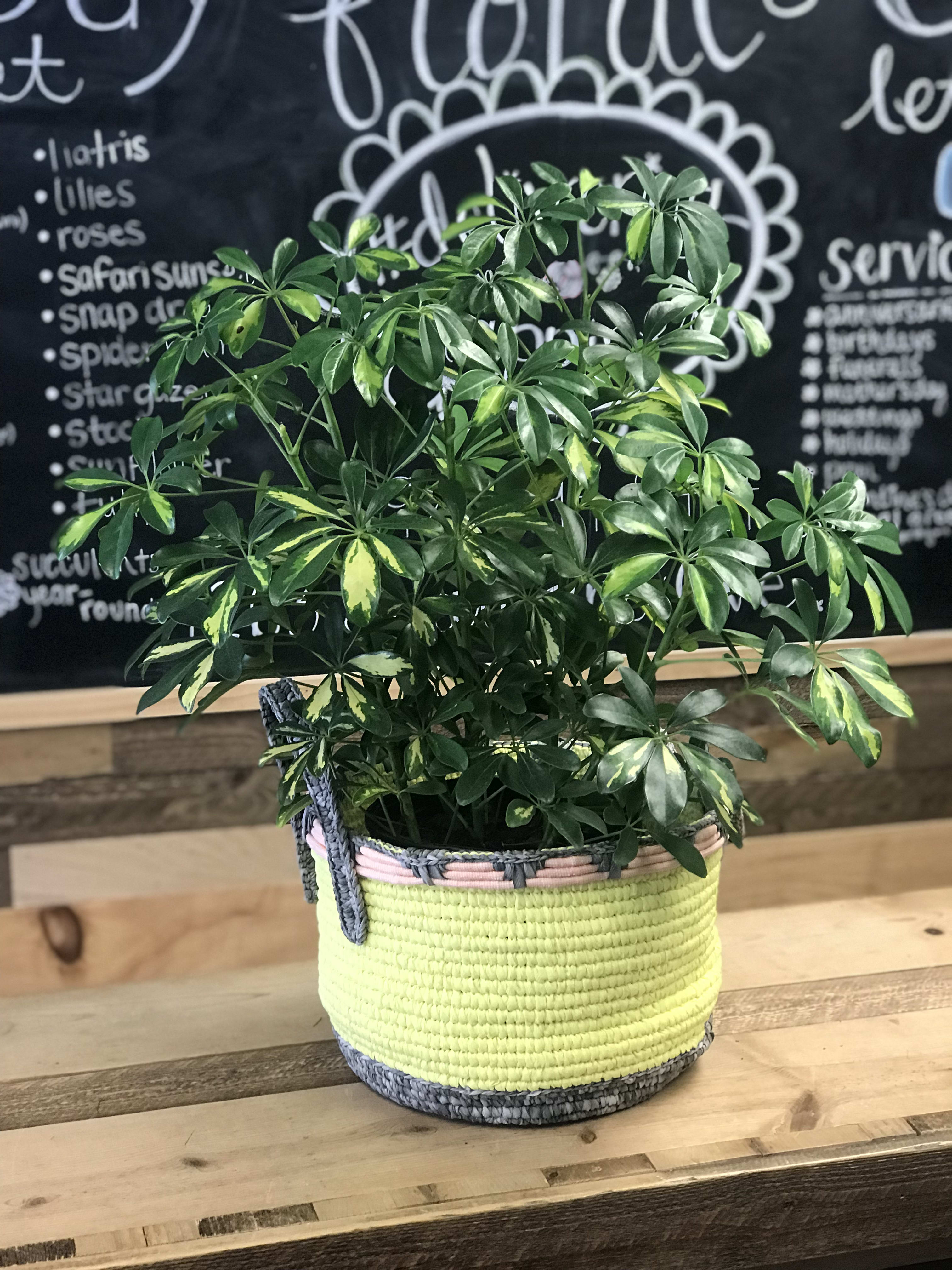 Green Bay Floral's own schefflera plant in Green Bay, WI ...