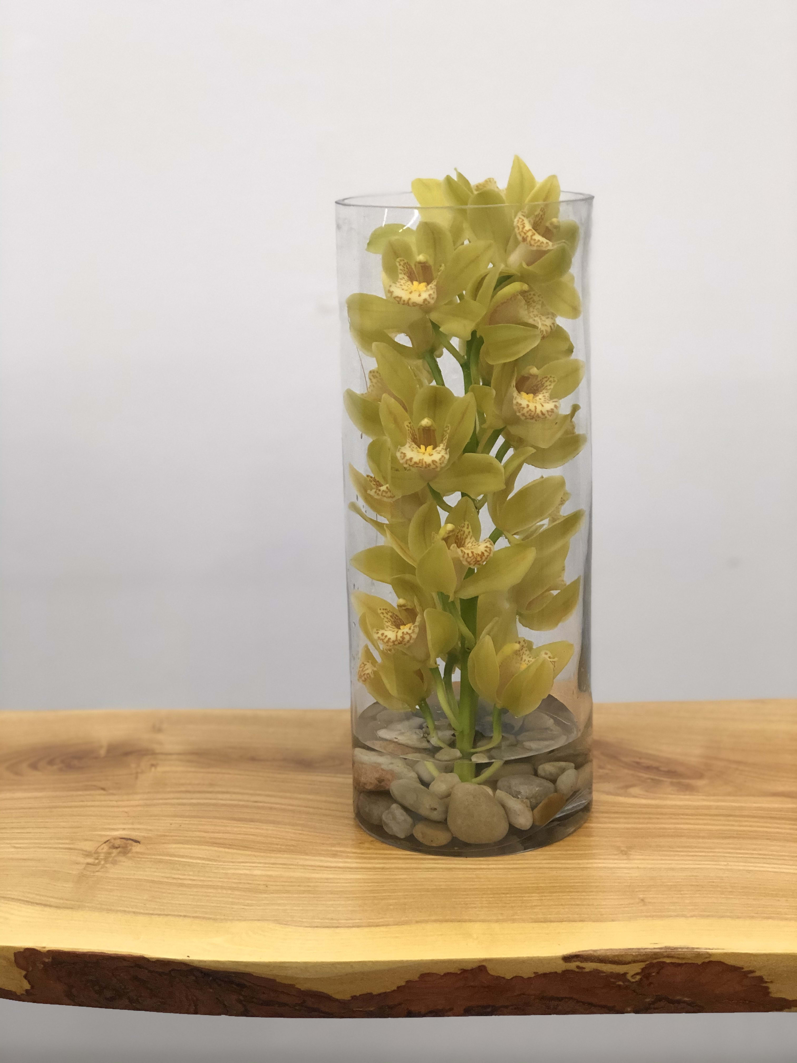 Cymbidium in a Vase Cymbidium in a Vase - Easy, fun, elegant and sophisticated. Send it to a work space for a simple, durable and easy to place arrangement. This arrangement is perfect for small spaces. Cymbidium available in lots of colors. Designer will choose color unless other wise specify.