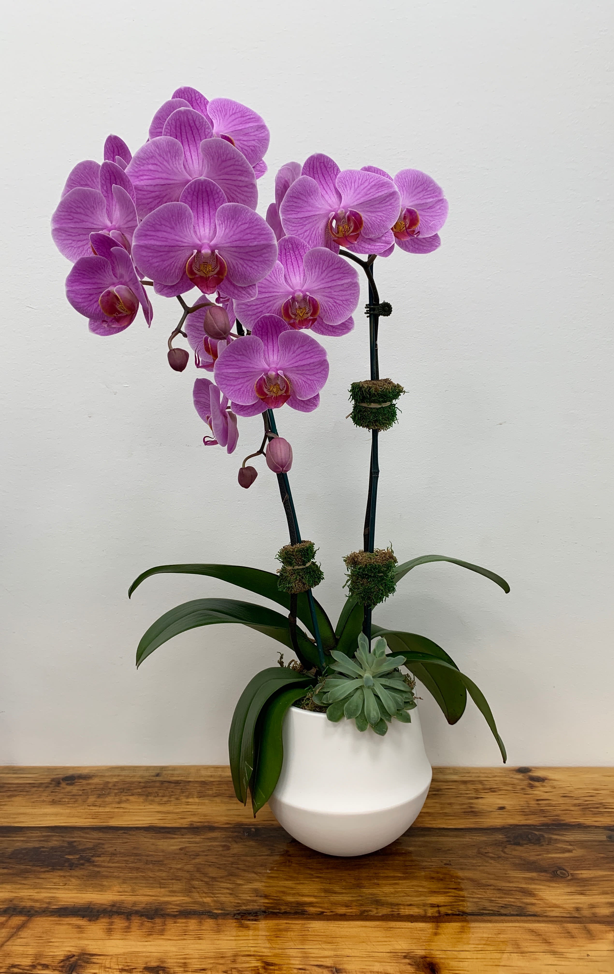 Fuschia Double Stem Orchid Plant By Dazzling Events