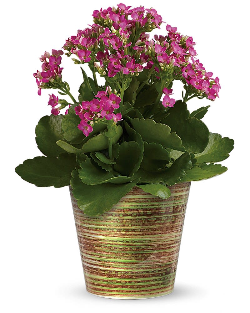 Simply Happy Kalanchoe Plant by Teleflora in Bradford, MA Holland Flowers