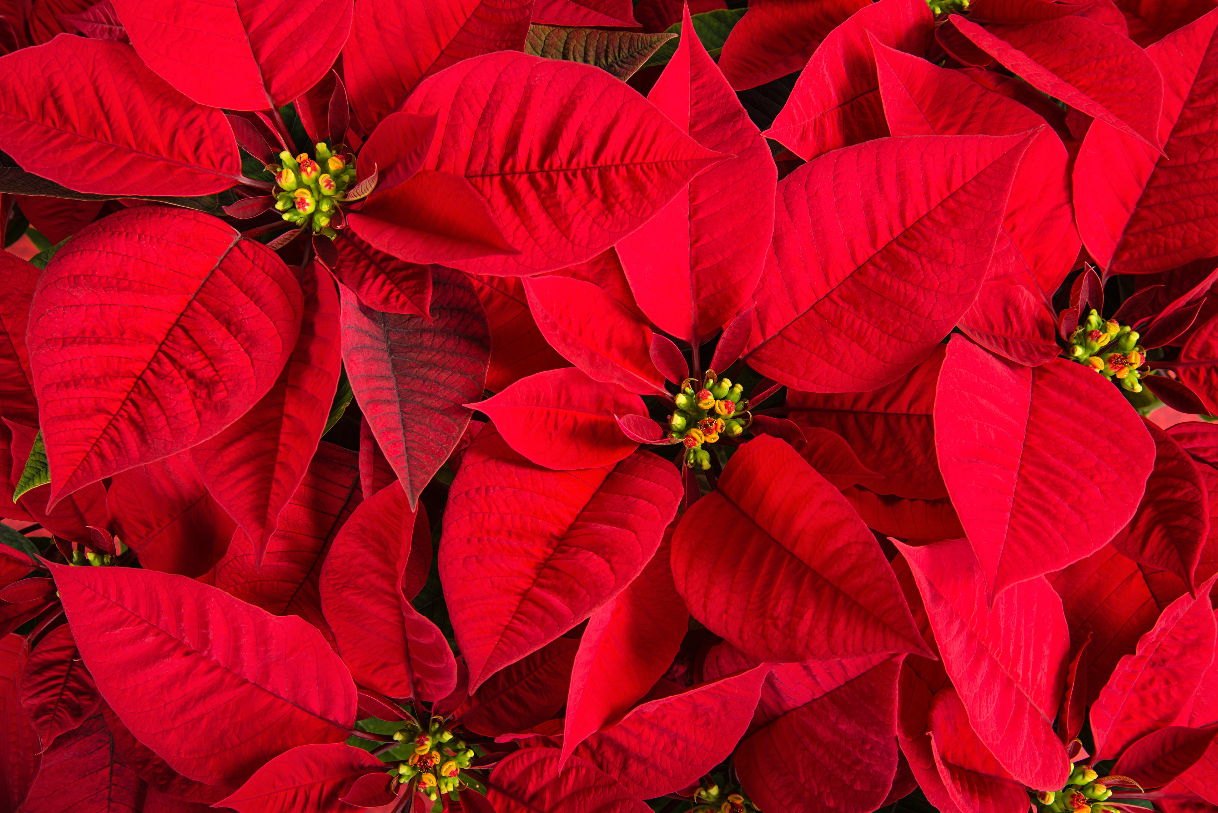 Red Poinsettia Medium in BOOTHBAY HARBOR ME Boothbay Region Greenhouses Red Poinsettia Medium in BOOTHBAY HARBOR ME Boothbay Region Greenhouses