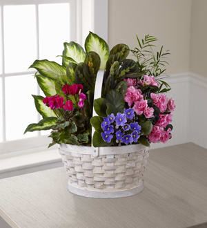The FTD Peaceful Garden Planter - Naturally lovely this lovely plant garden is an inspired way to pay tribute at a wake or to show family and friends your continuing support as time goes on. This colorful display of plants assembled and arranged by a local FTD artisan florist includes a both blooming and green plants that thoughtfully delivers your sincere and sustainable expression of sympathy. Easy to care for it&rsquo;s sure to remind grieving family and friends that you were there for them when you needed support the most. It comes in a charmingly understated whitewashed basket that is appropriate for the home or office.