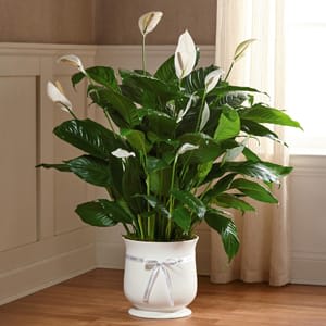 The FTD® 8 inch Comfort Planter - The FTD&reg; 8&quot; Comfort&trade; Planter offers unspoken words of hope and peace during this time of loss and sadness. Our stylish and sophisticated white ceramic planter holds an elegant 8&quot; peace lily plant, which exhibits brilliant white tear-shaped blooms amongst dark green foliage for a simply beautiful effect. For the final accent, the ceramic planter is tied with a single white ribbon with the word, &quot;Comfort,&quot; printed on it in black lettering, making this a wonderful way to say your final farewell and offer your sympathies to those left behind. Plant measures 8 inches in diameter.