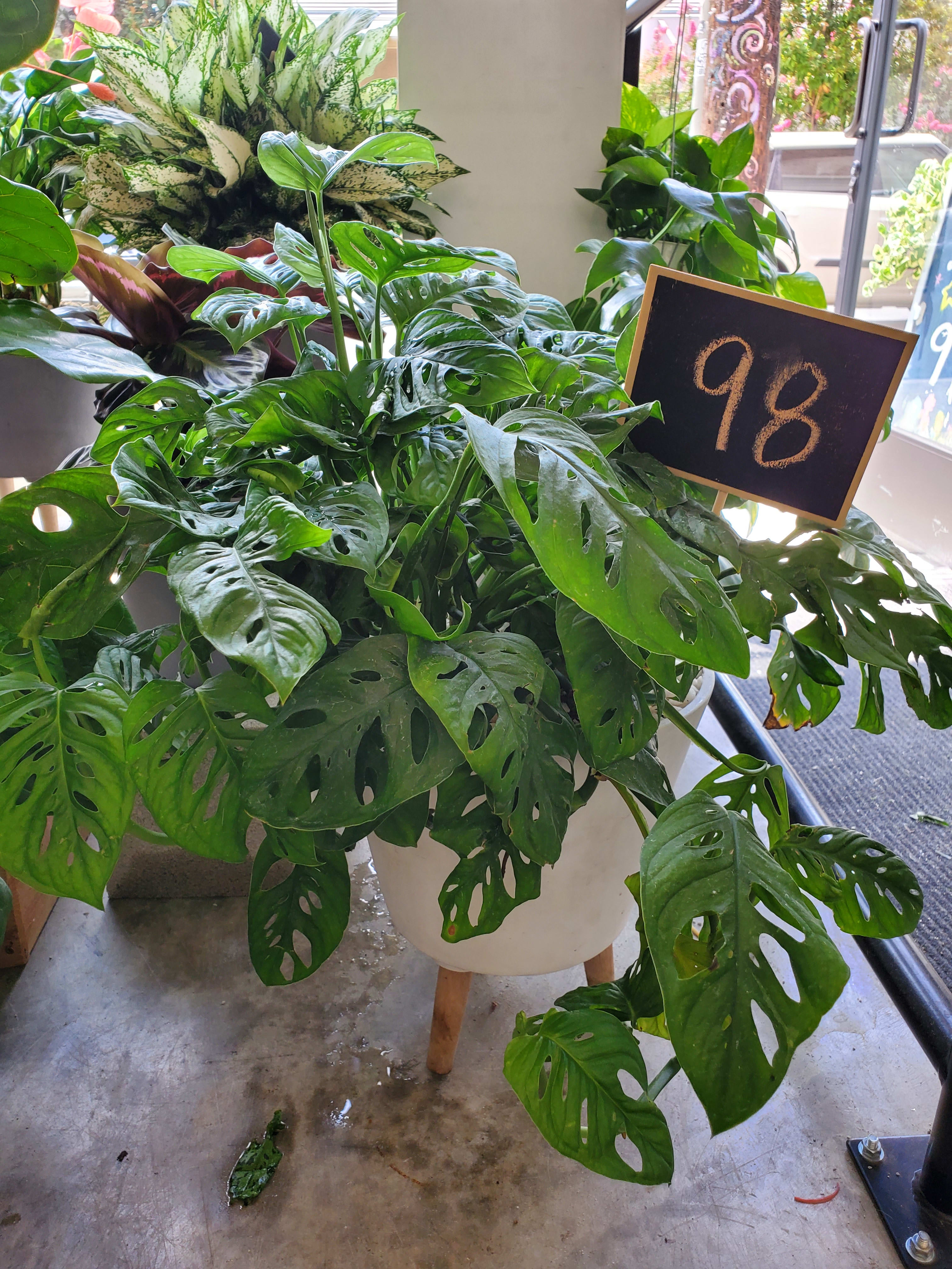 Swiss cheese plant by Floral Art By Mia