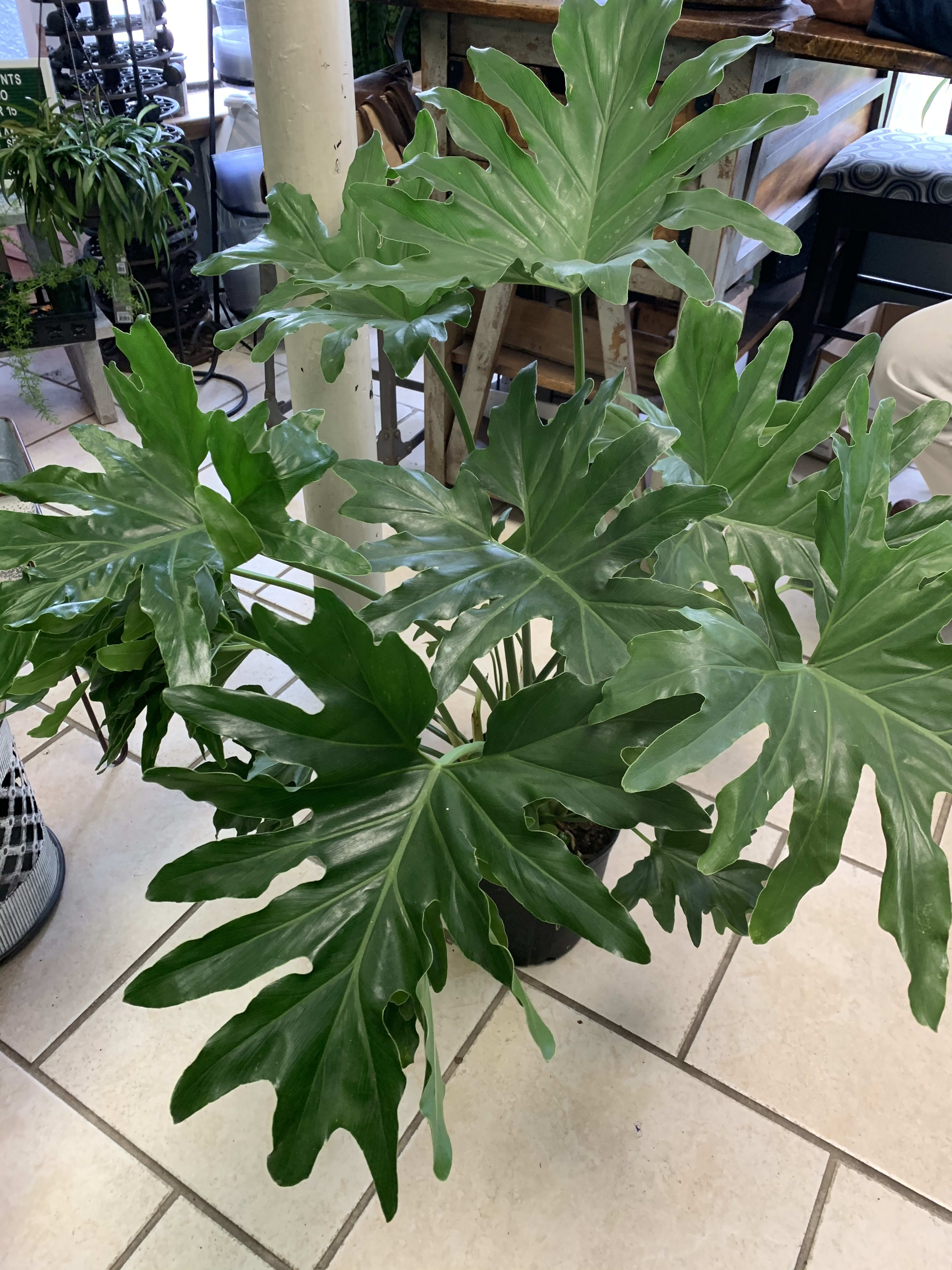 Philodendron Houseplant - 10” Philodendron Houseplant. This beautiful foliage plant has full glossy leaves and requires bright light. Great for indoor use to brighten any room!