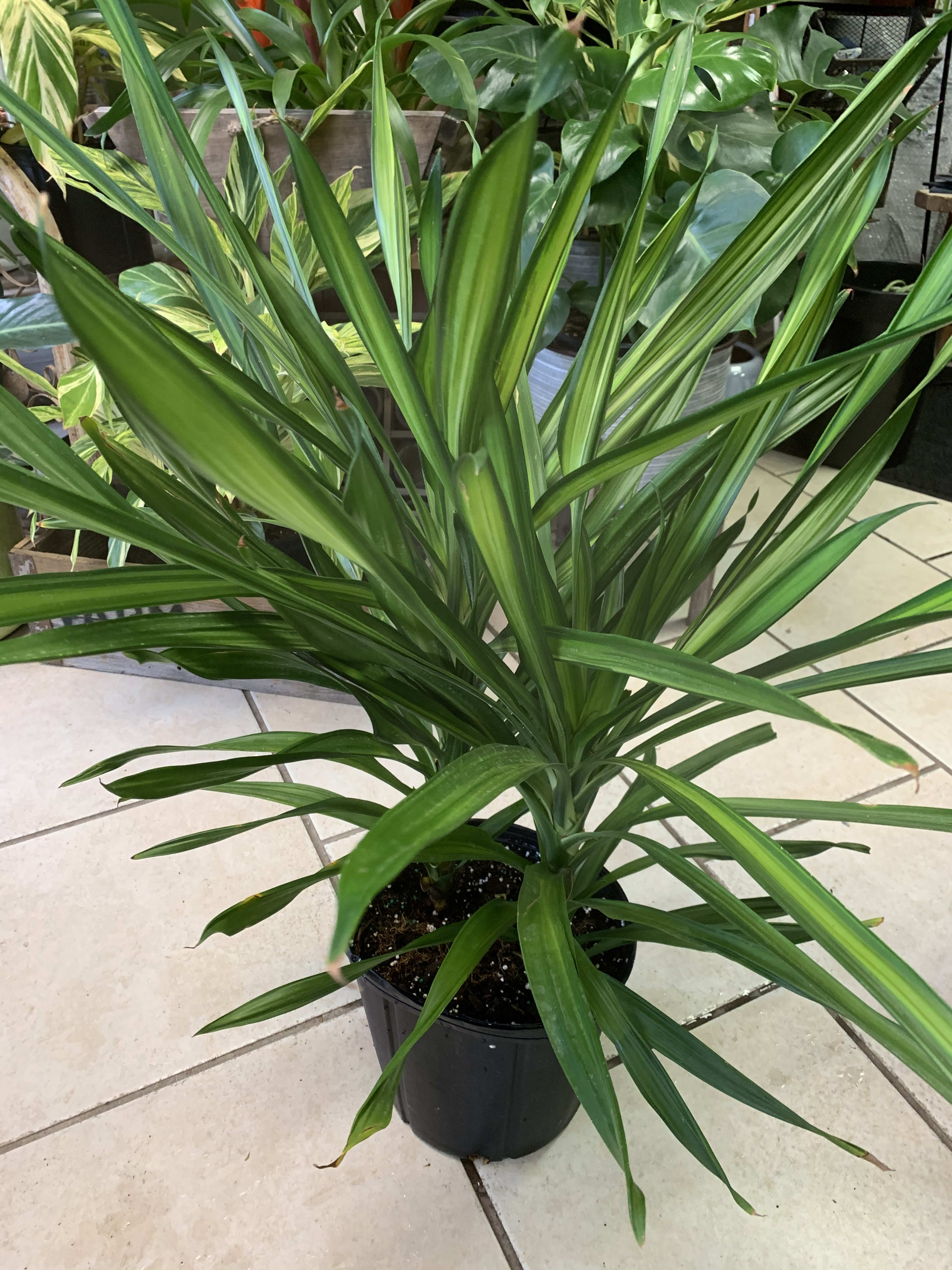 Dracaena Houseplant  - This very easy Dracaena is a great way to bring the tropics to the indoors. It needs medium to bright light and little maintenance. A great plant for a beginning plant hobbyist. 