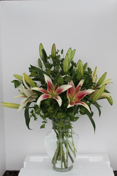 Stargazer - Stargazer flowers 