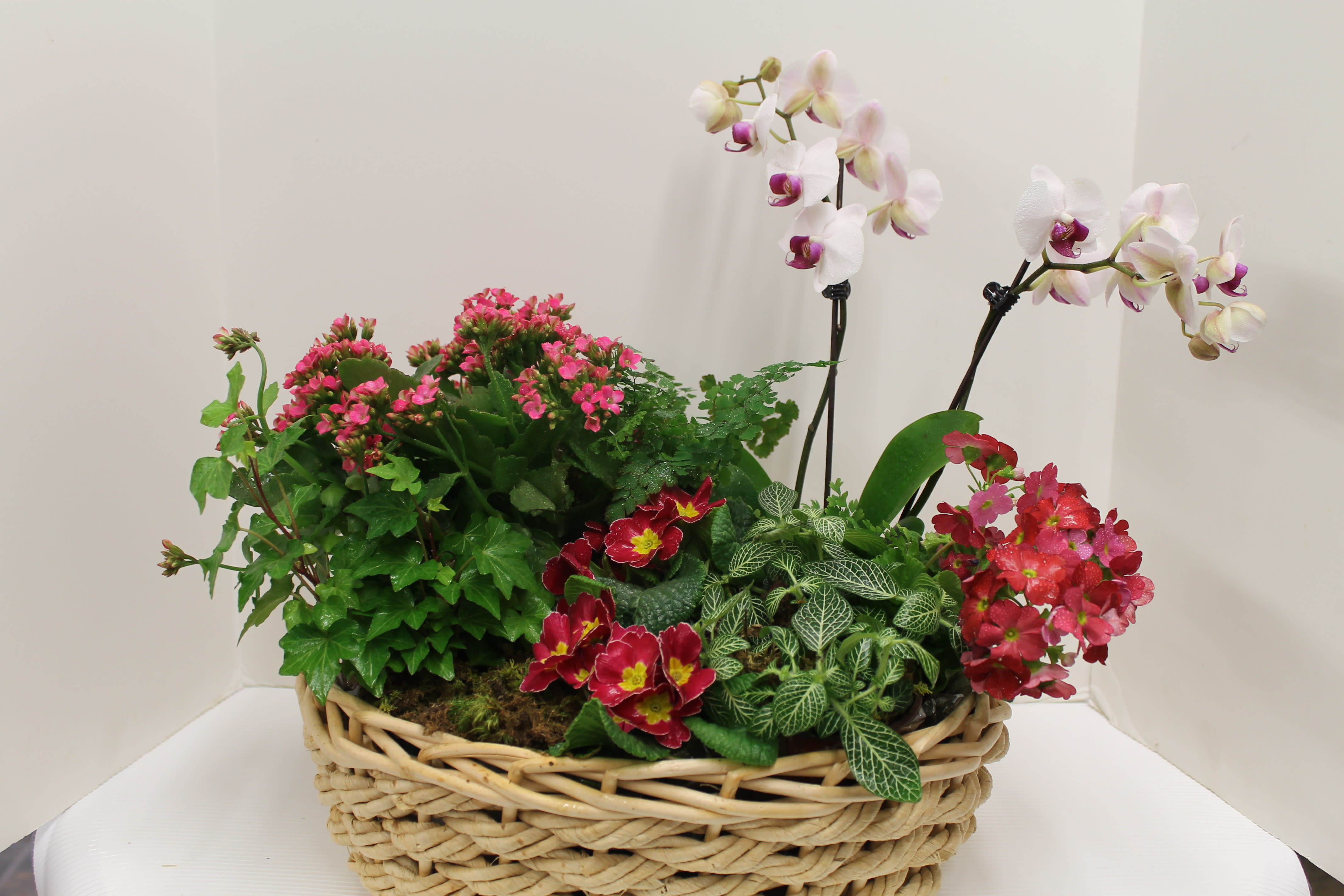 plant Basket plant Basket - Plants