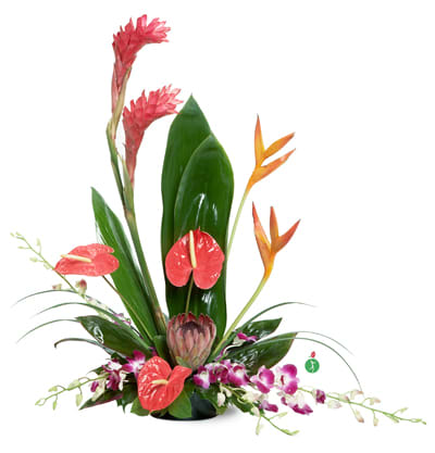 Vision of Beauty - Head to the tropics with this spectacular and exotic display of orchids, birds of paradise, glossy anthurium and more, artfully arranged in a towering arrangement that will transform any room into an island paradise.