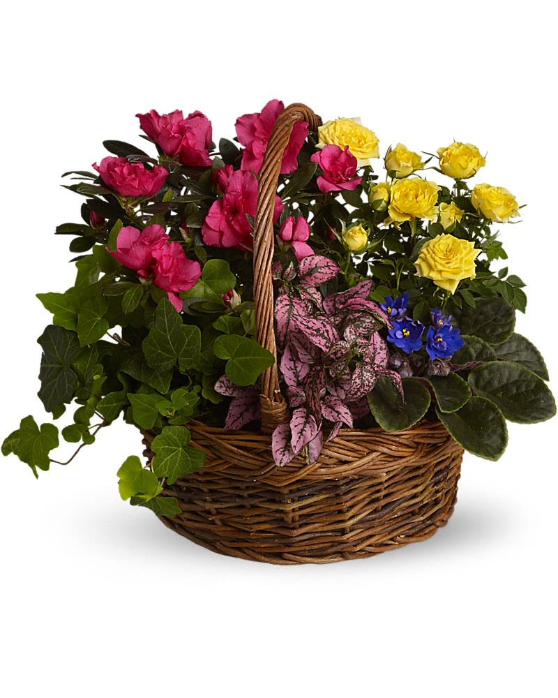 Blooming Garden Basket - A sweet, bright flurry of colorful fresh plants celebrates vivid memories and expresses heartfelt feelings to friends and loved ones. A purple African violet, yellow rose plant, pink azalea, hypoestes and ivy plants are all nestled in a round basket with handle.