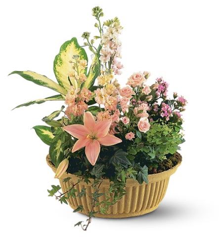 TF196-3 Peach Tribute Garden - This combination of planter and fresh flower arrangement offers a beautiful alternative to traditional designs. One planter of dieffenbachia, fern, ivy and kalanchoe plants is accented with peach stock, lilies and roses. Approximately 18&quot; W x 20&quot; H 