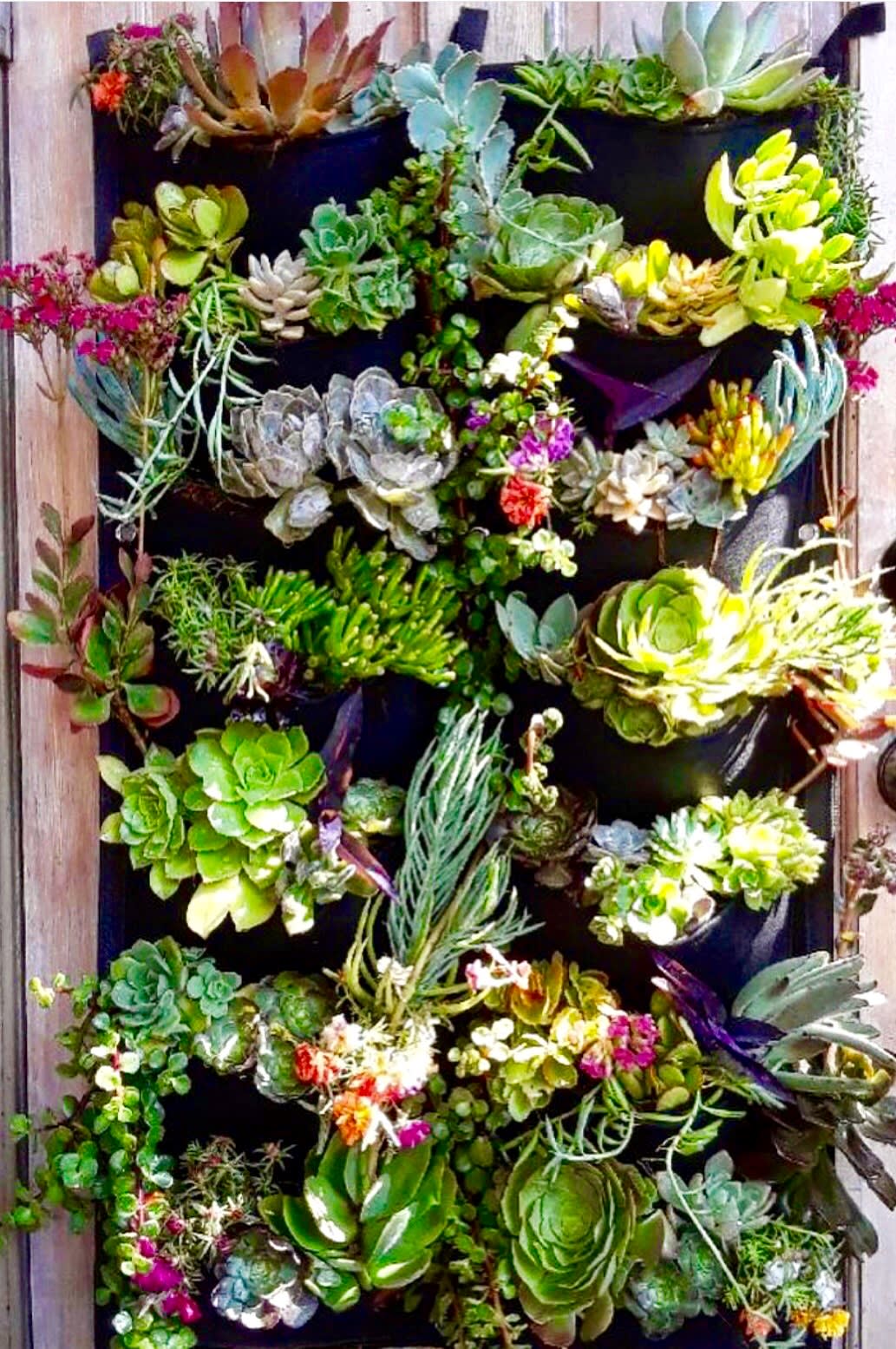 Succulents in Hanging Fabric Planter in South Pasadena, CA | Mission