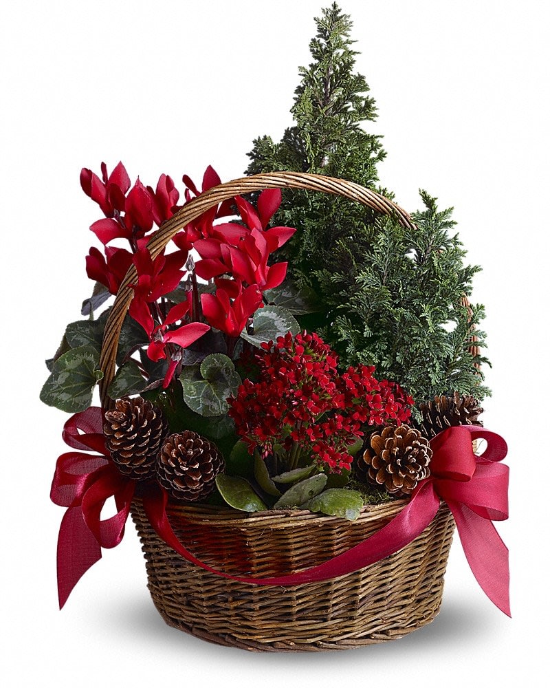 Tannenbaum Basket - Miniature live Christmas trees make this basket a gift that will really grow on whoever is lucky enough to receive it. And keeping spirits bright - there are also festive flowering plants and other holiday touches. Two pretty juniper trees join red kalanchoe and cyclamen plants, real pinecones and bright red ribbons in a pretty wicker basket.