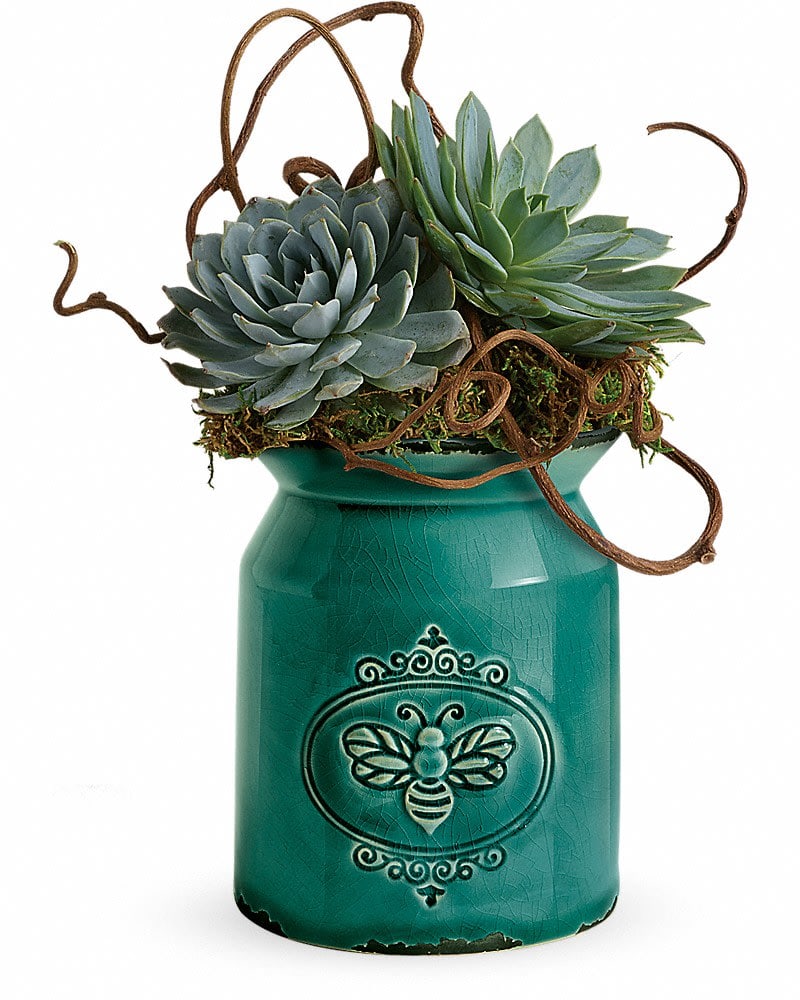 Teleflora's Living Love Garden Teleflora's Living Love Garden - With their striking, sculptural leaves and cool green hue, these gorgeous echeveria succulent plants are a stylish living gift when presented in this hand-glazed stoneware crock with crackled finish. Curly willow and large green echeveria succulents are arranged with sheet moss. Delivered in a Country Beauty Crock.