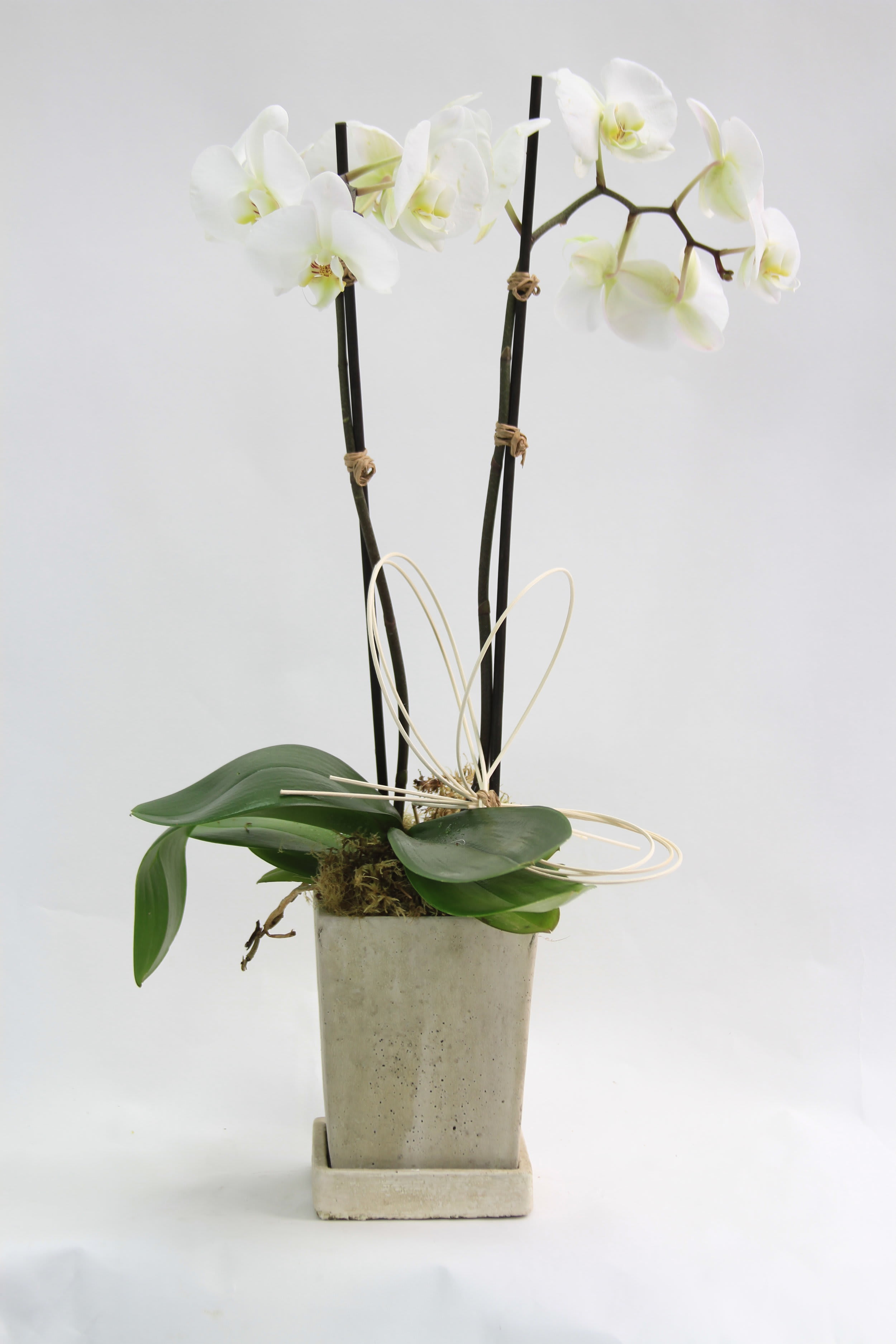 Orchid Paradise v. 3 - Why order only one orchid? When you can order two orders! These beautiful orchids arranged in a unique vase will surprise anyone receiving them.  Have questions? Contact us, and we will do our best to answer all your questions!